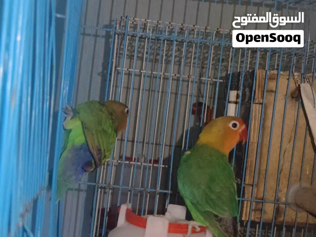 للبيع زوجين فيشر محلي
