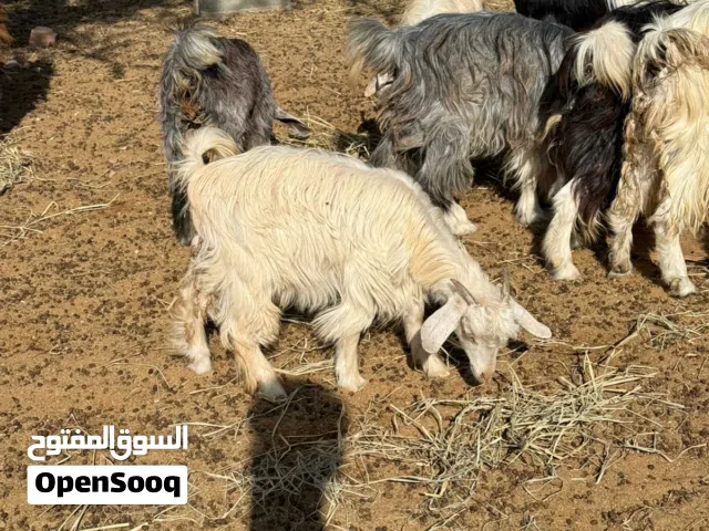 السلام عليكم يتوفر لدينا تيوس عماني لتربية او لذبح