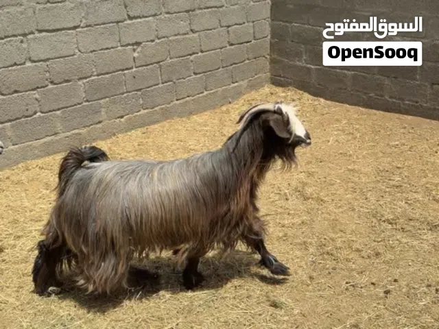 تيس مخصاي اضحية ما شاء الله فل فل سمنة