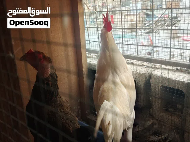دجاجه وديج مال بيت صحه ونضافه اقره الوصف