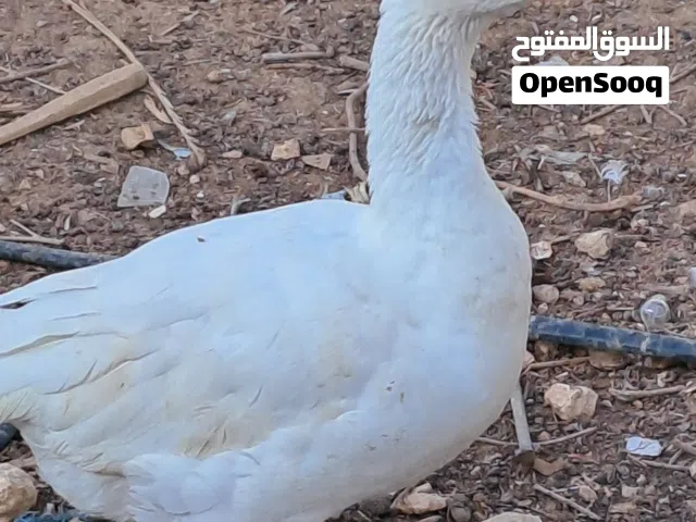 وز جامبو للبيع