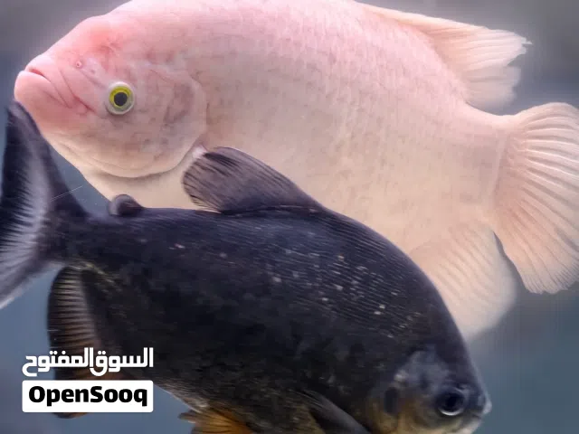 Big size Giant Gaurami and Pacu fishes for sale