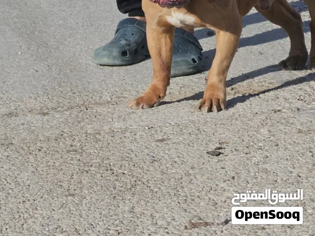 اكلاب بيتبول بصلات عل نبي مولفات  عمر سنه وشوي