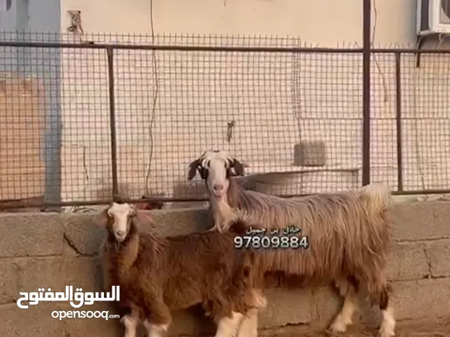 شاه حلال بني سعيد مع بنتها