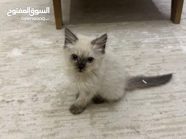 شيرازي ذكر تاريخ الميلاد 23فبراير مدرب ع لتر بكس Persian male cat, born on February23