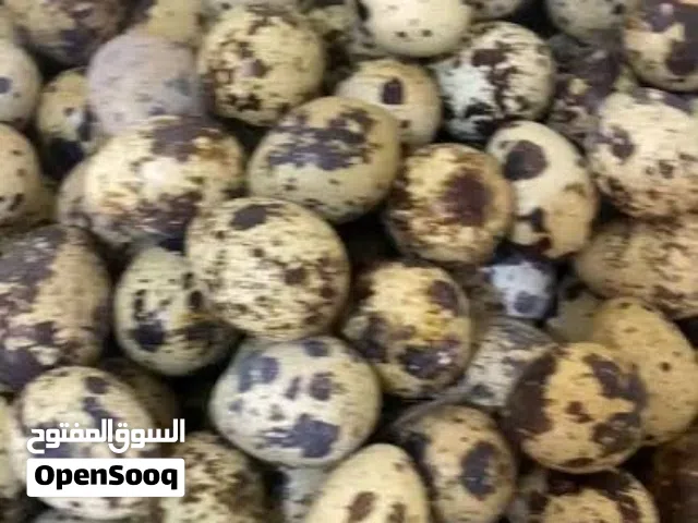 بيض سمان تكساس العملاق للبيع
