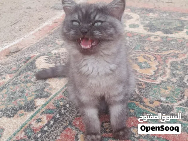 قطط للبيع المكان البصره..؟