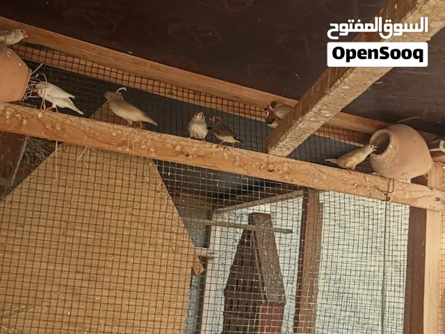 عصافير زيبرا غليضه