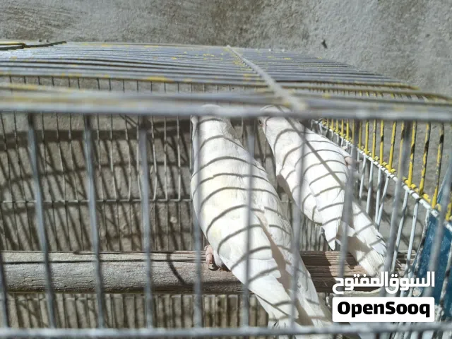 روز للبيع الوان حلوة  وصحه