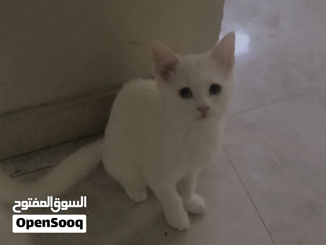 بيع قطة منزلي اليف شوف وصف