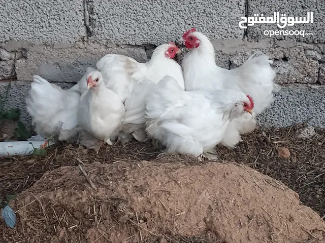 السلام عليكم زوز كوبية السترالي أبيض ثلجي كوبية لحيه داج كوبيه عاديه