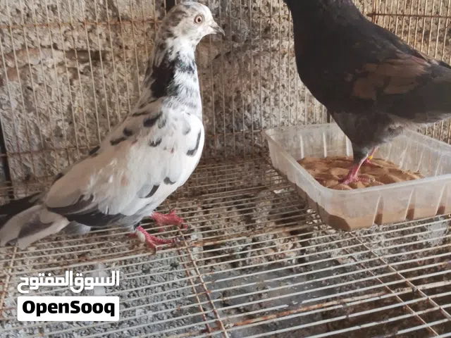 مذكرني للبيع واحدالباكستاني واحد زاجل او تبديلهم بقوبيا شكلها او باكستان وتين تزوج
