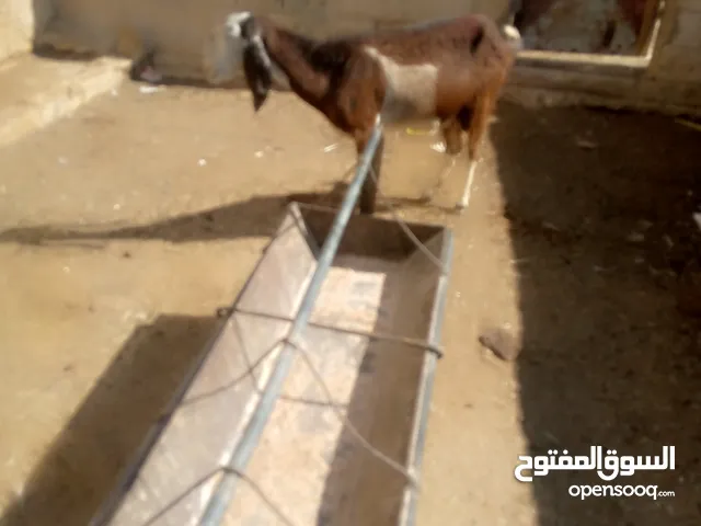 عنز لحم سن جمع نضيف ذكر الله عليها