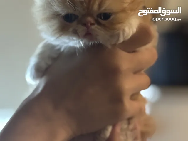 قطط بيكي فيس بيور للبيع