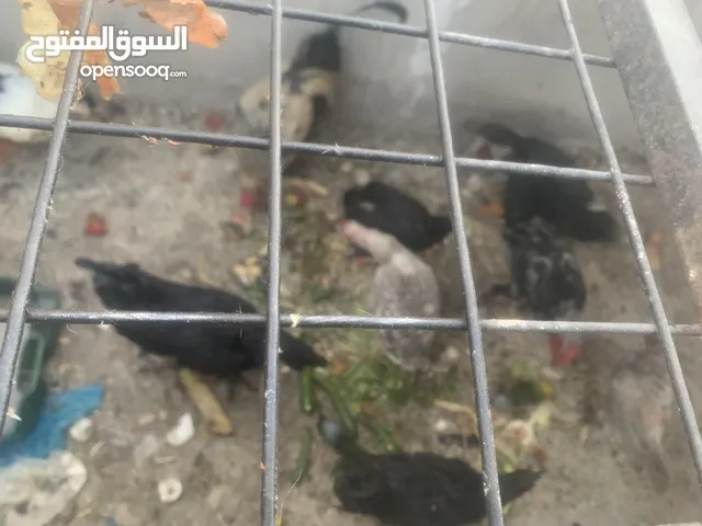 كوم دجاج وبط للبيع بسعر مغري