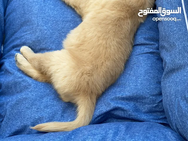 8 weeks old female cute golden retriever