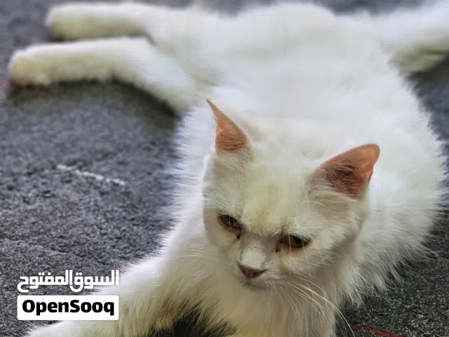 قطه شيرازيه للبيع