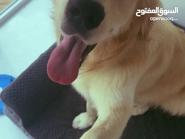 كلب creamy golden retriever