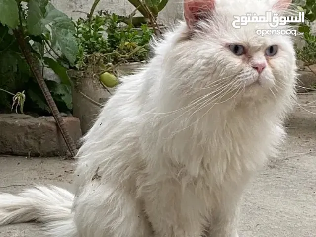 white Russian cat