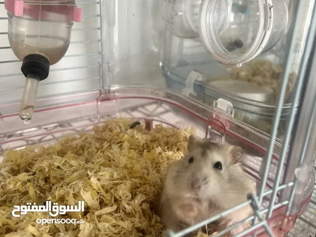 همستر ذكر وانثى