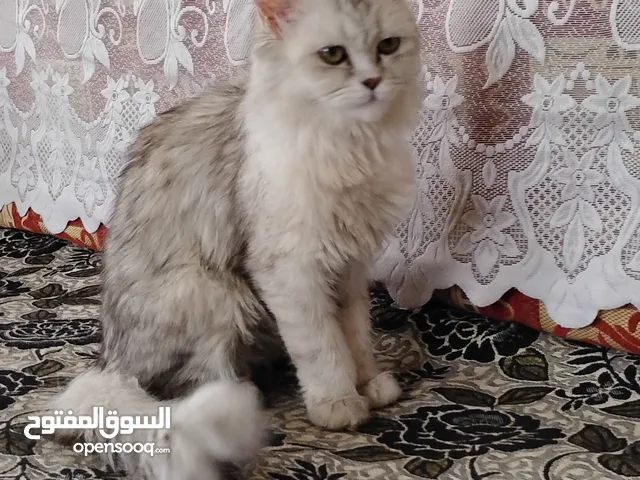 قطه شيرازي اليفه ولعوبه جداً