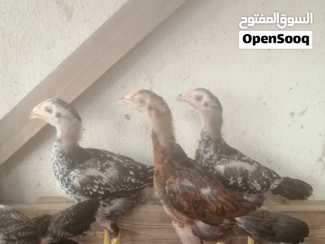 للبيع عدد بتشوت 5 باكستاني العمر 3 شهر الصحة