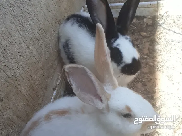 أرانب 3دكور و3انتي كوبية