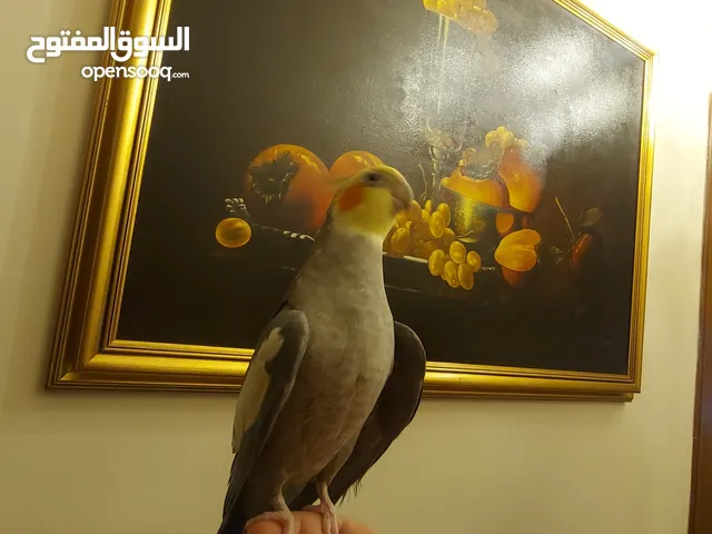 ذكر كوكتيل فحل دبل جانبو اقرأ الوصف