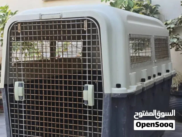 بوكس كلاب للبيع