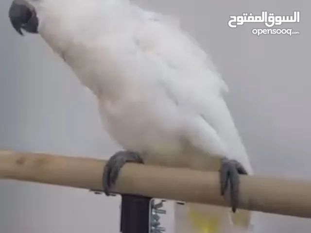 هجين كوكاتو امبريلا