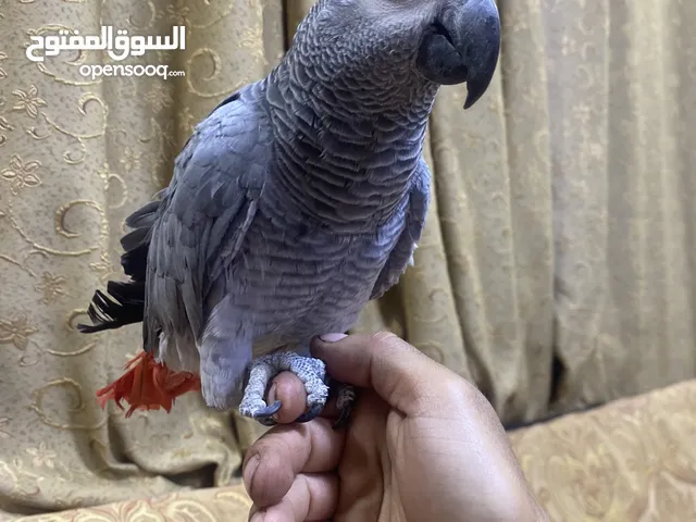 كاسكو للبيع