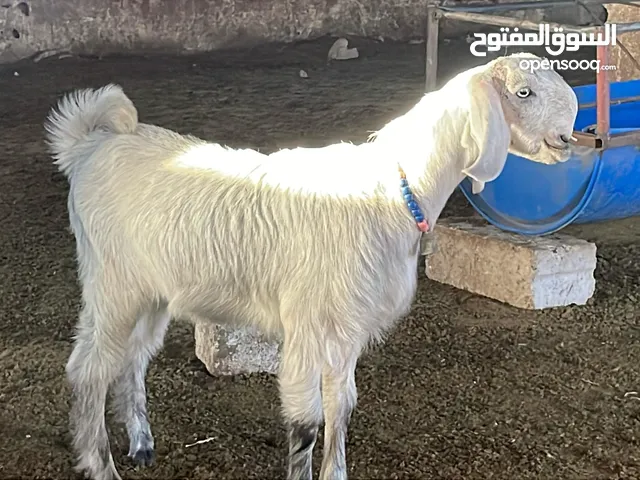 بسم الله ماشاء تبارك الرحمن سخله شميه حره لون مميز سخله شق توم سلاله عاليه