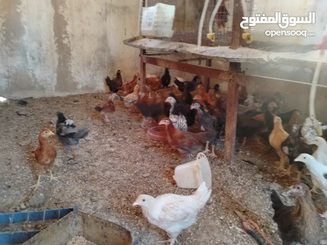 فراخ بلدي و لوهمان للبيع