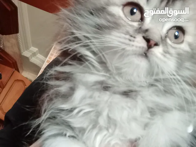 قط ذكر اليف للبيع
