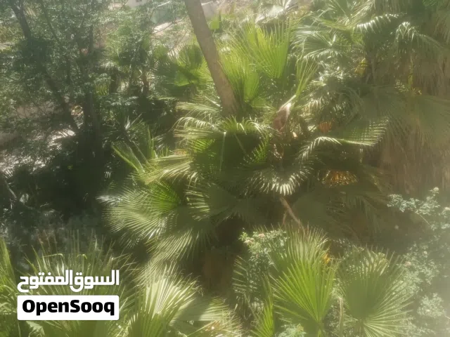 شجر نخيل واشنطونيا
