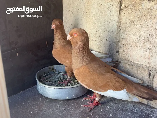 للبيع جواز
