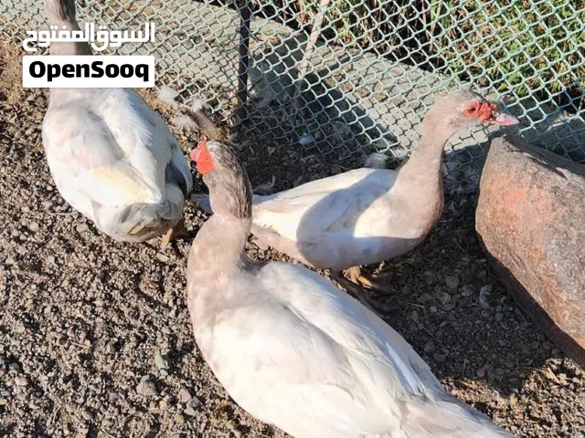 بط مصري كبار منتج ينفع للذبح وينفع لتربيه يتوفر خدمه توصيل