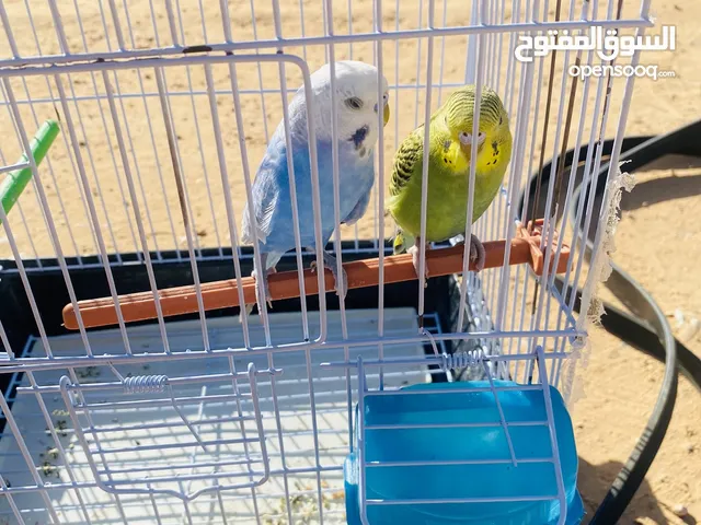 كوبيه بقلينو حاجا صح تبارك الله ب القفص متاعها