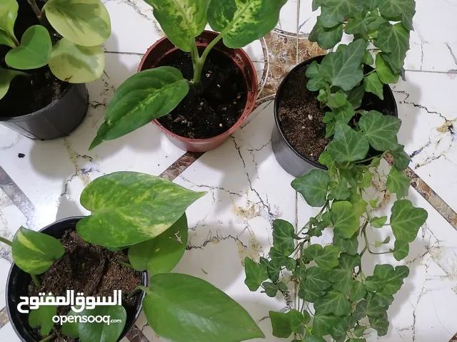 نباتات داخلية ظلية منقية للهواء بصحة جيدة. سعر القطعة ب5000 الاف.. الوصف مهم جدا