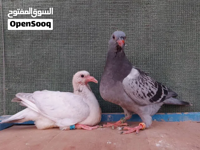 افراخ زواجل طينه محلقات 2026 تك زاز و زوج جينيات وزوج فحله كبار عجميات طيور شرط الصحه ونظافه واضحه