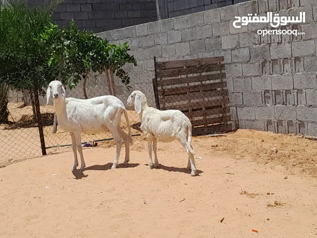 نعجه هجين بالي سنها سداس تحتها فطيمه عمرها ف4شهور وعشره تاني بادن الله محصنات وسليمات من العيوب