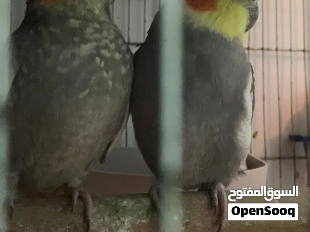 طيور كوكتيل شغالات بصلاة على النبي