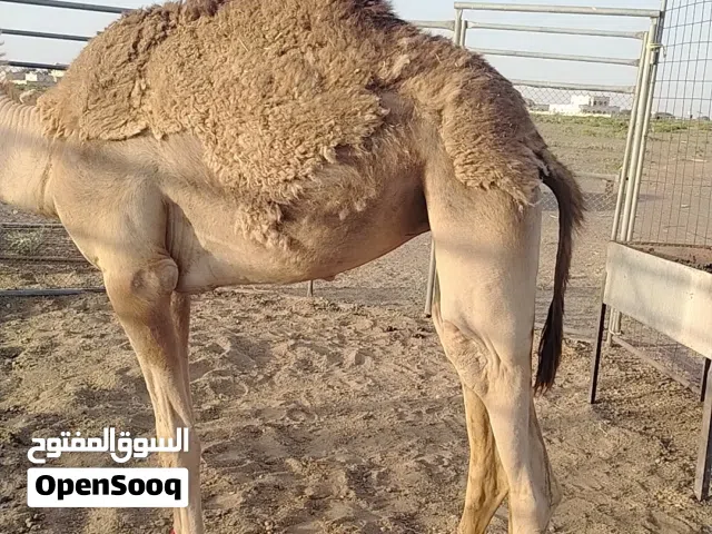 بكره بنت مرعوش راعي العريا