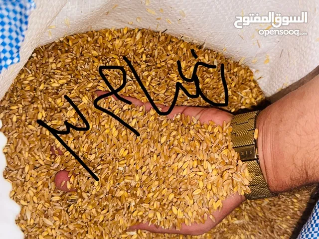 قمح شام 3 مغربل ع الطحن مباشره كفاله ع الشراك باذن الله