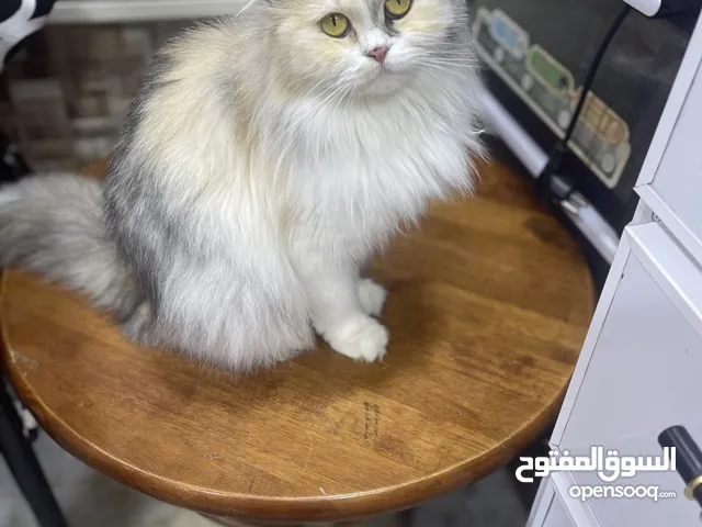 قطه كاليكو اليفه كلش عمرها سنه و3 اشهر اريدها ب 75