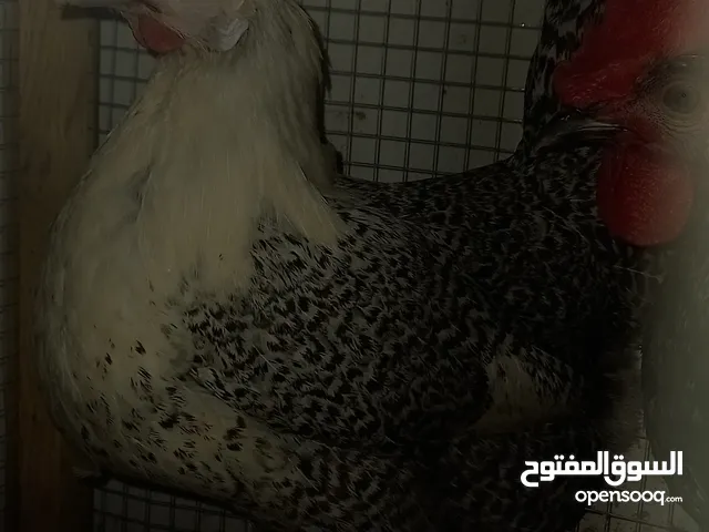 دجاج للبيع او البدل معها فيومي تبيض ضعيف اتوقع فيه فقر دم
