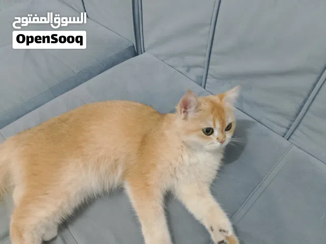قطه بنت للتبني مع اكلها وترابها و متعلمه على الليتر بوكس