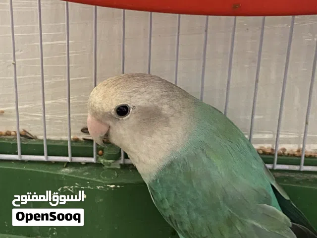 فحل روز اوبلاين فايلوت مستوى بجنن ماشاءالله نص أليف للبيع