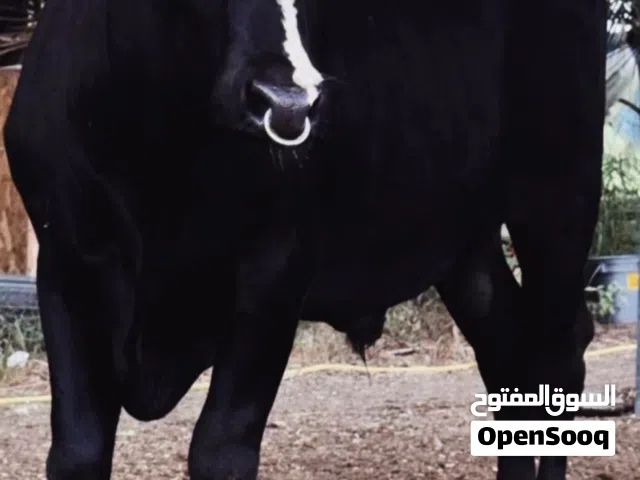 عجل نمساوي