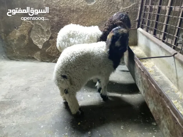 عابورتين للبيع العمر شهرين ونص مفطومات على العلف